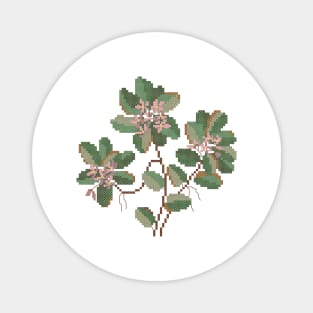 Massachusetts State Flower Trailing Arbutus Magnet